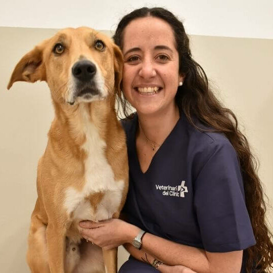 Equipo veterinario