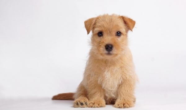 Planes-de-preventiva-veterinari-del-clinic