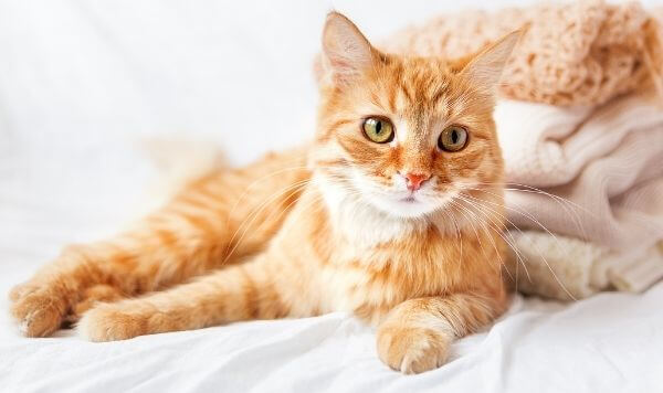 Planes-de-preventiva-veterinari-del-clinic