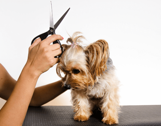 Peluquería Canina Veterinari del clinic