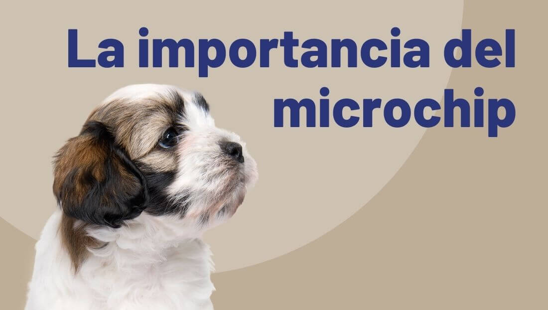 poner microchip barcelona