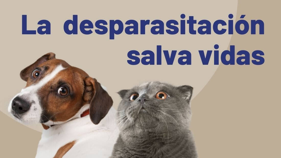 desparasitación perros y gatos veterinari del clinic