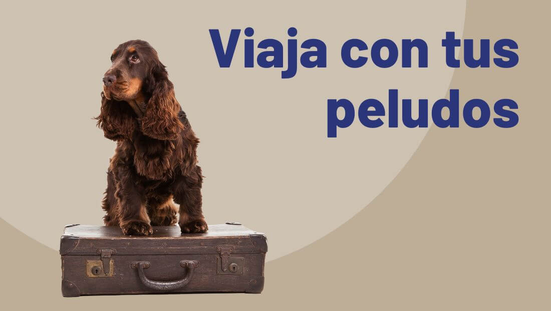 vacaciones con perros y gatos