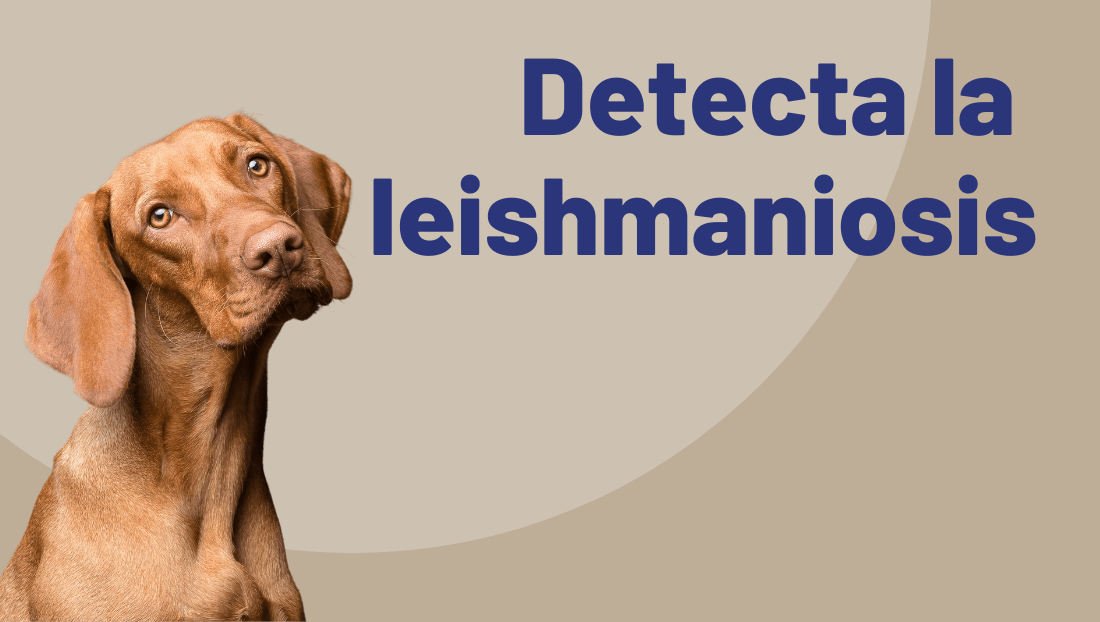 Detectar la leishmaniosis