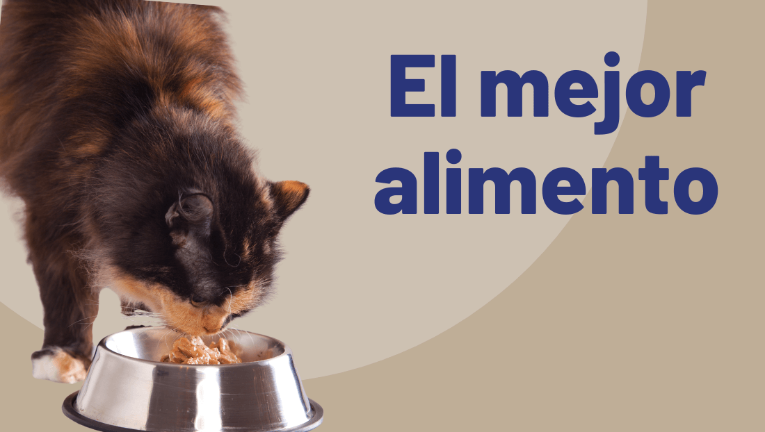 ERRORES FRECUENTES EN LA ALIMENTACIÓN DE TU MASCOTA