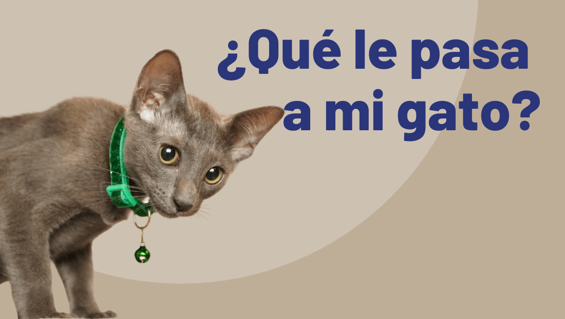 Anorexia en gatos