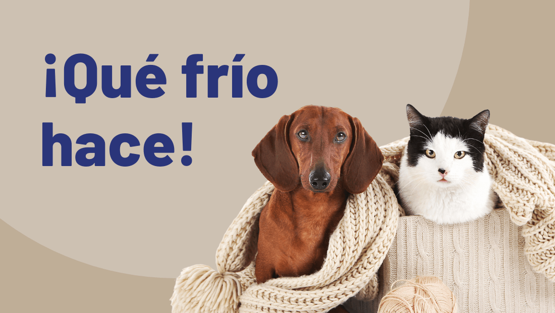 PROTEGE A TU MASCOTA DEL FRÍO