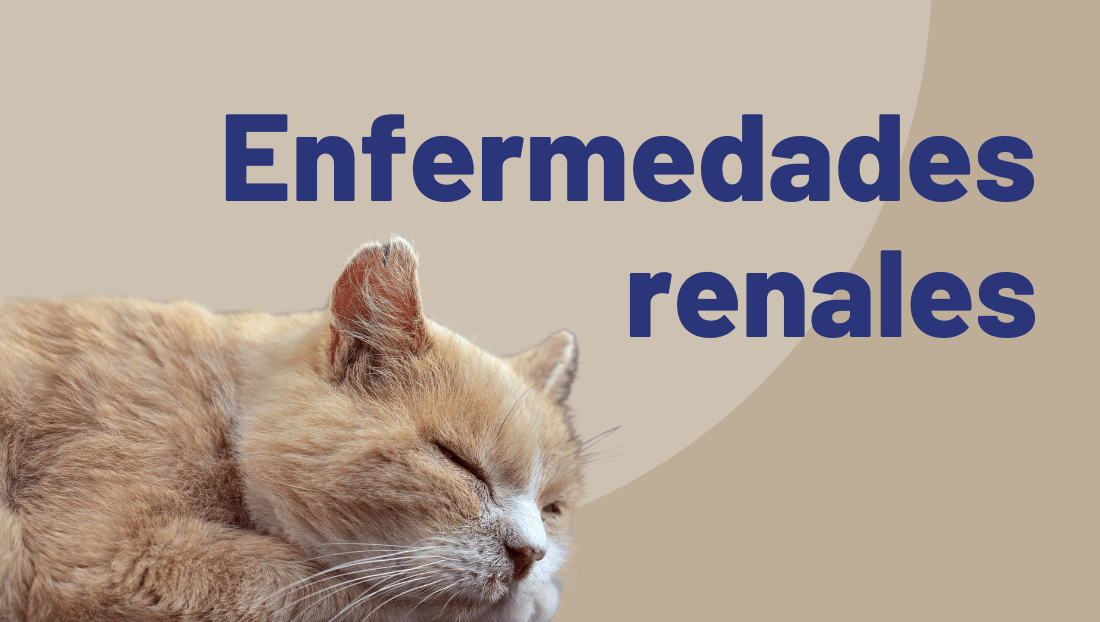 Enfermedades renales en perros y gatos