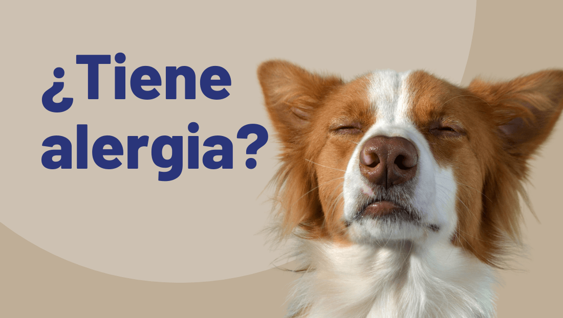 alergias en perros