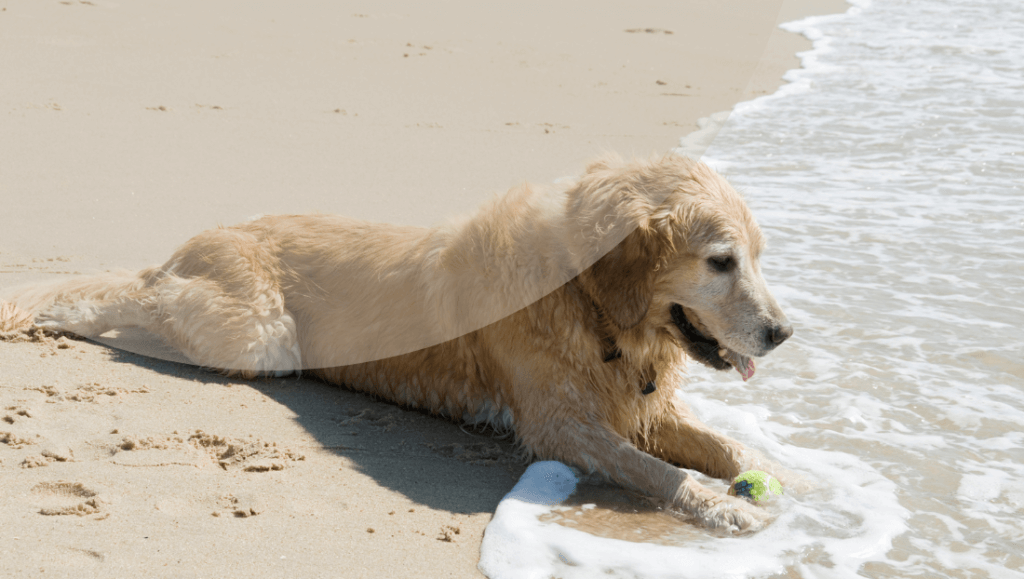 Baño con perros en la playa