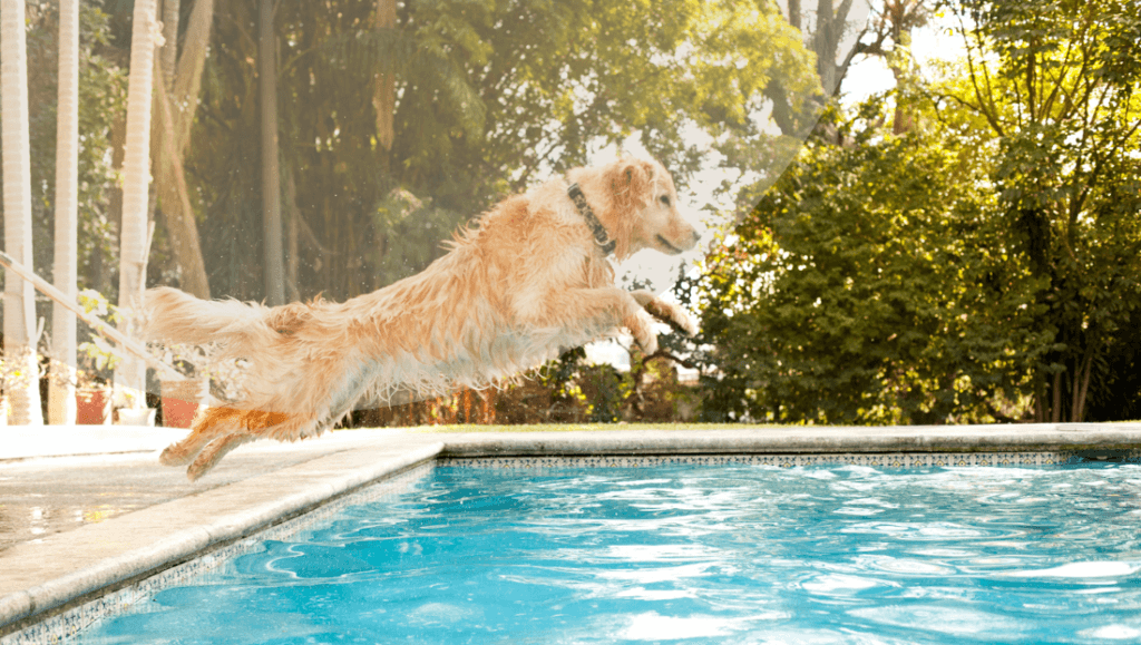 Baño con perros en piscina