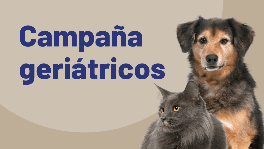 Veterinari del clínic post blog gato y perro mayores