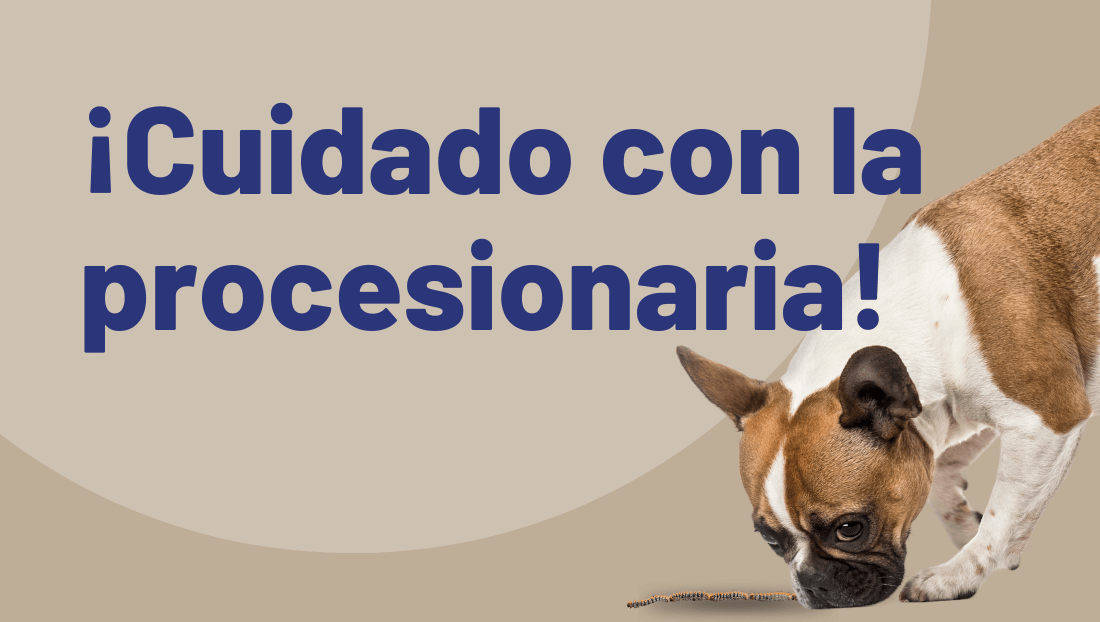 Post del blog veterinari del clinic cuidado con la procesionaria