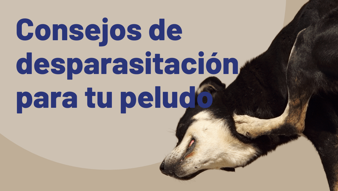 desparasitación en perros post veterinari del clìnic