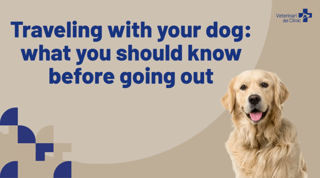 Traveling with your dog: what you should know before going out