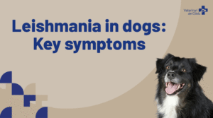 Leishmania in dogs Key symptoms