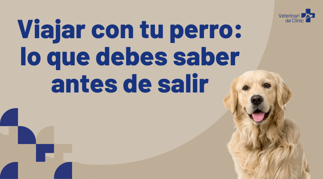 viajar con tu perro