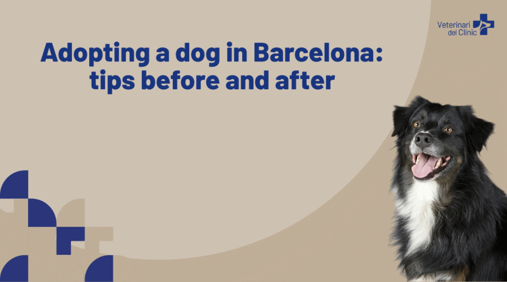 Adopting a dog in Barcelona: what to know before and after