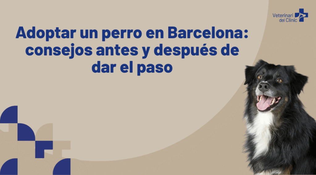 adoptar-un-perro-en-Barcelona