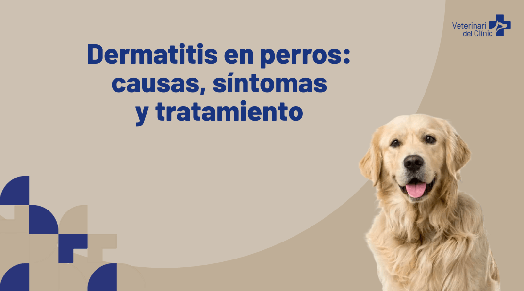Dermatitis en perros