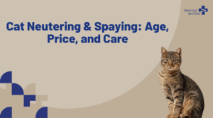 Cat at a veterinary consultation before neutering in Barcelona