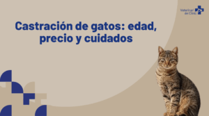 Gato en consulta veterinaria antes de la castración en Barcelona