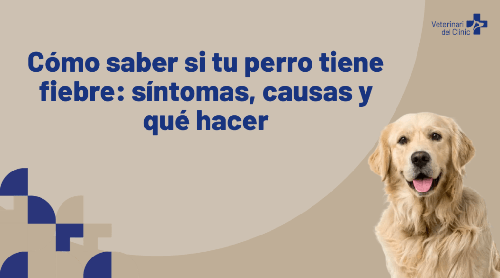 Como saber si tu perro tiene fiebre sintomas, causas y que hacer