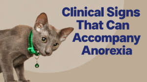 Cat Anorexia